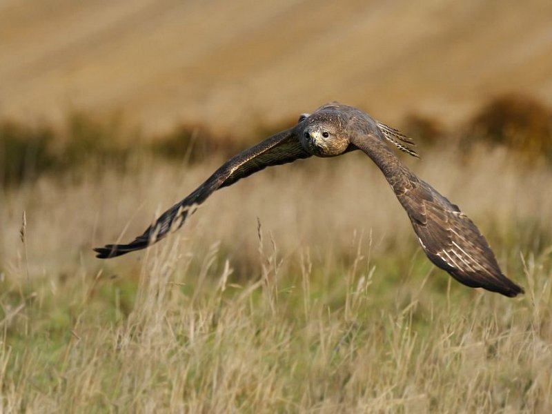 Buzzard bounce-back